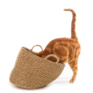 Lista de cumpărături: consumabile și accesorii pentru pisici