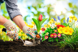 Cum să alegi cele mai rezistente și frumoase flori de grădină